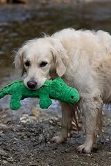 Petface Planet Carlos the Crocodile Eco Friendly Plush Dog Toy view 5
