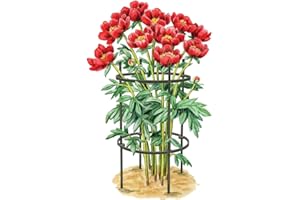 Gardener's Supply Company Titan Peony Support Plant Stakes | Durable Metal Core and Polyethylene Frame For Upright Flower Protection | Medium 30" High (Set of 2)