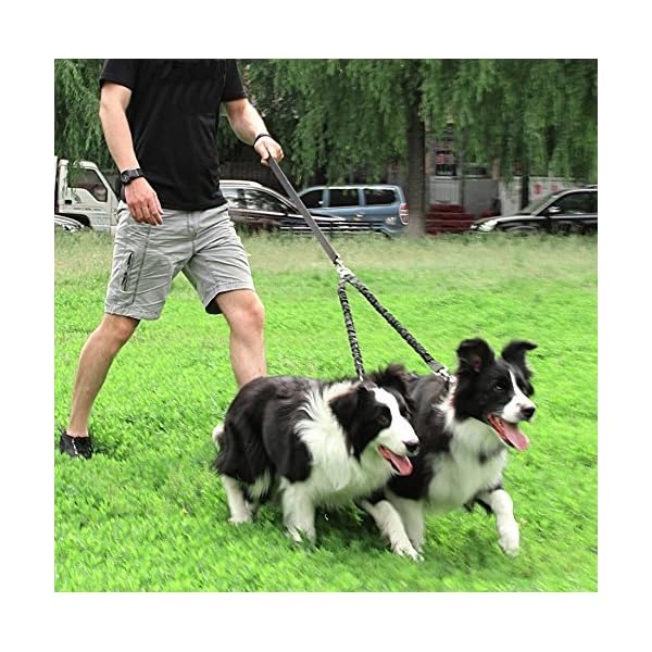 double dog leash swivel