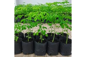 YOKEBOM 2 Trees Moringa Plants Live for Planting Oleifera Moringa Live Tree, Well Rooted, Come Without Pot, 6 to 10 Inches Tall