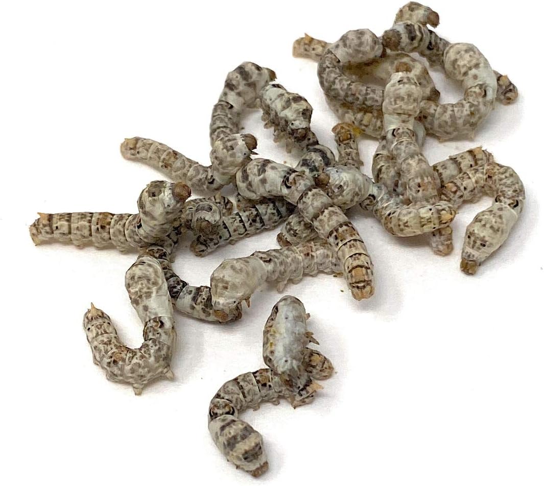 comprar gusanos de seda amazon