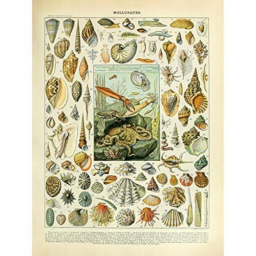 Artery8 Millot Encyclopedia Page Molluscs Shells Art Print Canvas Premium Wall Decor Poster Mural