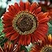 David's Garden Seeds Sunflower Evening Sun D05309 (Multi) 50 Organic Seeds
