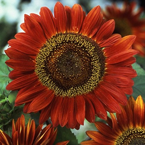 David's Garden Seeds Sunflower Evening Sun D05309 (Multi) 50 Open Pollinated Seeds David's Garden Seeds Sunflower Evening Sun D05309 (Multi) 50 Open Pollinated Seeds