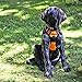 rabbitgoo Dog Harness No Pull with 2 Leash Clips, Adjustable Soft Padded, Reflective Oxford No Choke Pet Vest with Easy Control Handle for Large Dogs,Orange,L
