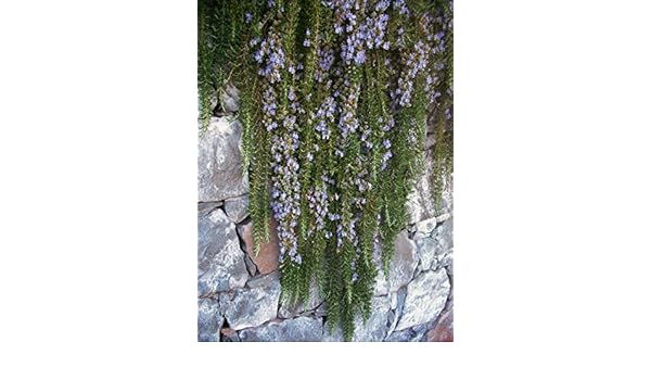 Shrubs Prune And Rejuvenate