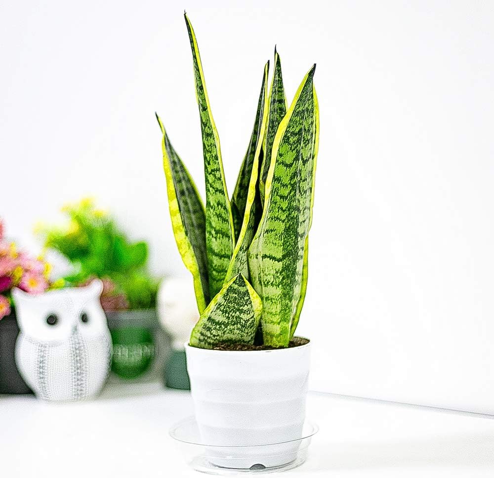 YIKUSH Clear Plant Saucers 18 Pack （6 inch / 8 inch /10 inch Flower Pot Tray Excellent for Indoor & Outdoor Plants : Garden & Outdoor