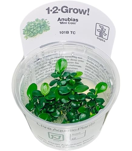10 x Tropica 1-2 Grow Plants - Live Aquarium Plants : Amazon.ca: Pet  Supplies