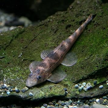 Amazon 熱帯魚 ホンコンプレコ 約4cm 3匹 生体 観賞魚 水中生物 通販