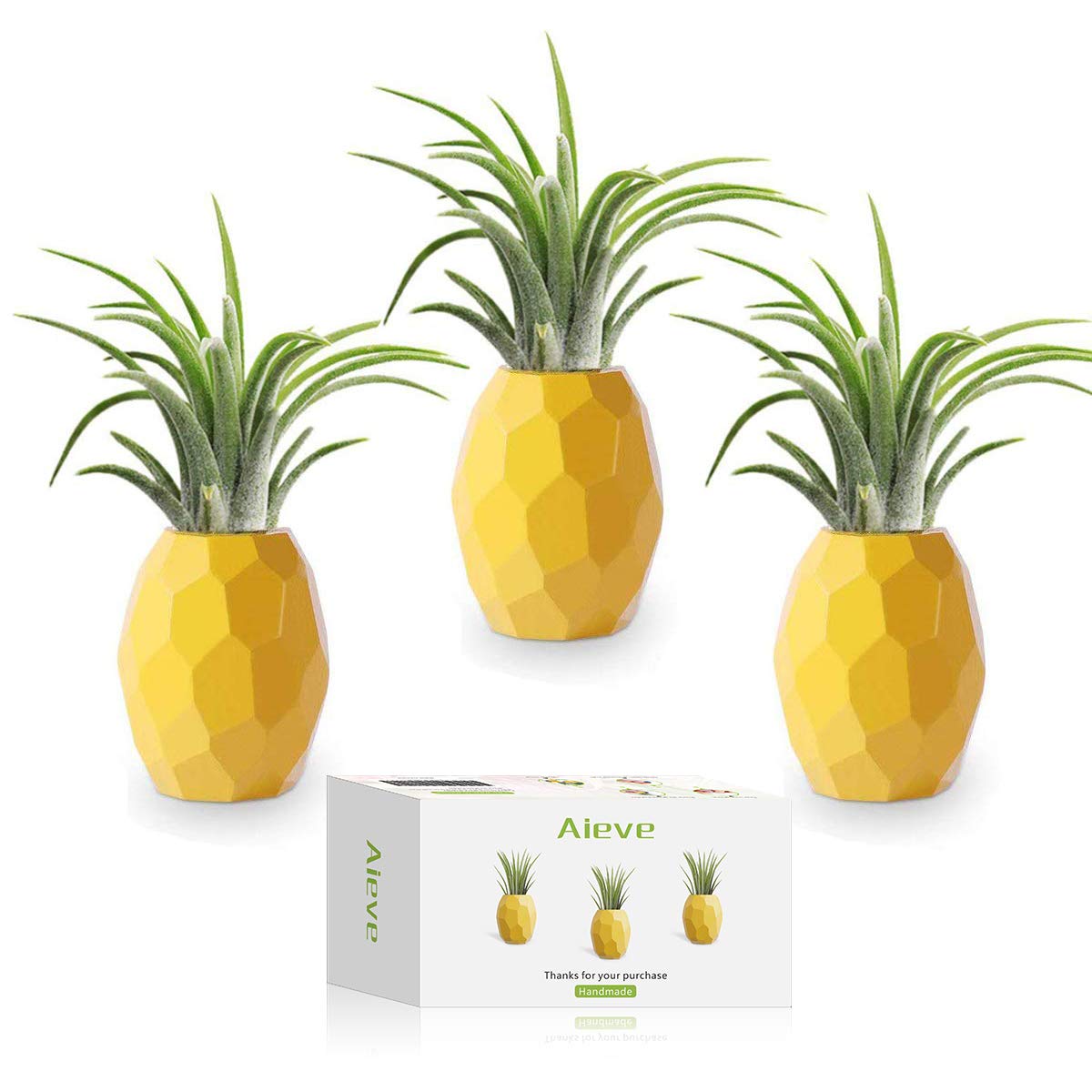 Best Home Decor Air Plants