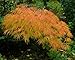 Waterfall Japanese Maple 7 Seeds -Acer- Bonsai/Outdoors