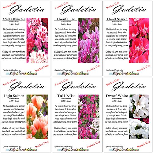 6 Packets Combo x CLARKIA GODETIA AZALEA Flower Seeds - Clarkia amoena - 6 Individual Packets - By MySeeds.Co 6 Packets Combo x CLARKIA GODETIA AZALEA Flower Seeds - Clarkia amoena - 6 Individual Packets - By MySeeds.Co