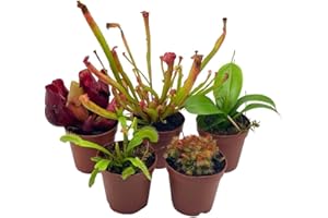 BubbleBlooms Carnivorous Plant Assortment Set, 5 Live Different Plants in 2 inch Pots