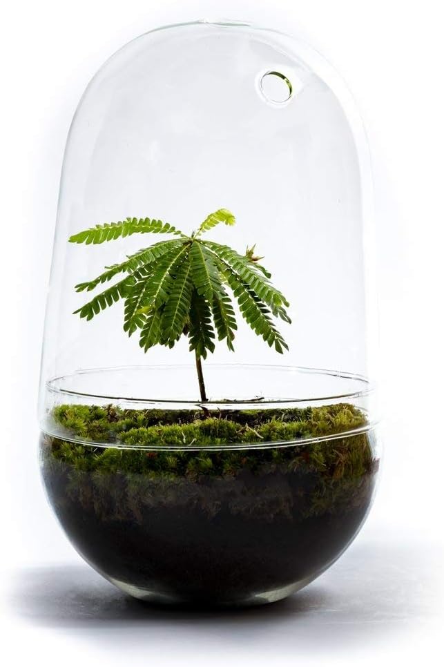 DIY Flaschengarten von Botanicly Biophytum Sensitivum in