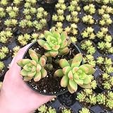 Sedum adolphii - How to grow & care