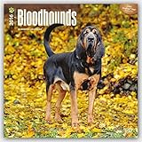 Bloodhounds 2016 Square 12x12 (Multilingual Edition)