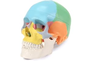 RONTEN Human Skull Anatomical Model, Painted Medical Skull 3-Part Removable Skull Cap and Moving Jaw, Display Model for Medical Student Human Anatomy Teaching and Studying