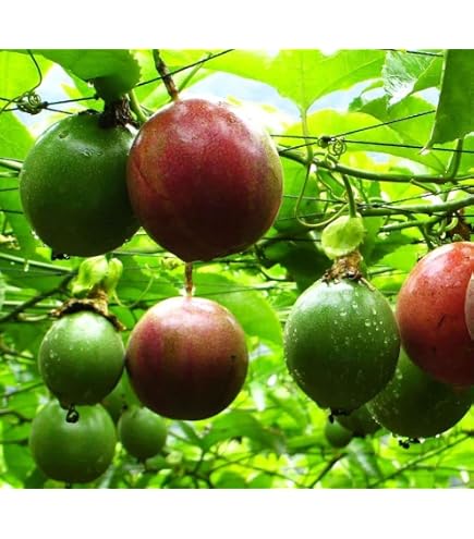 thumbnail image 2 of Passiflora Incarnata (Maypop / Passion Flower) Seeds – Fragrant, 10 Seeds Per Pack 2 of 5