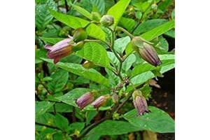 PALM BEACH MEDICINAL HERBS Belladonna Seeds (Atropa Belladonna) Packet of 30 Seeds