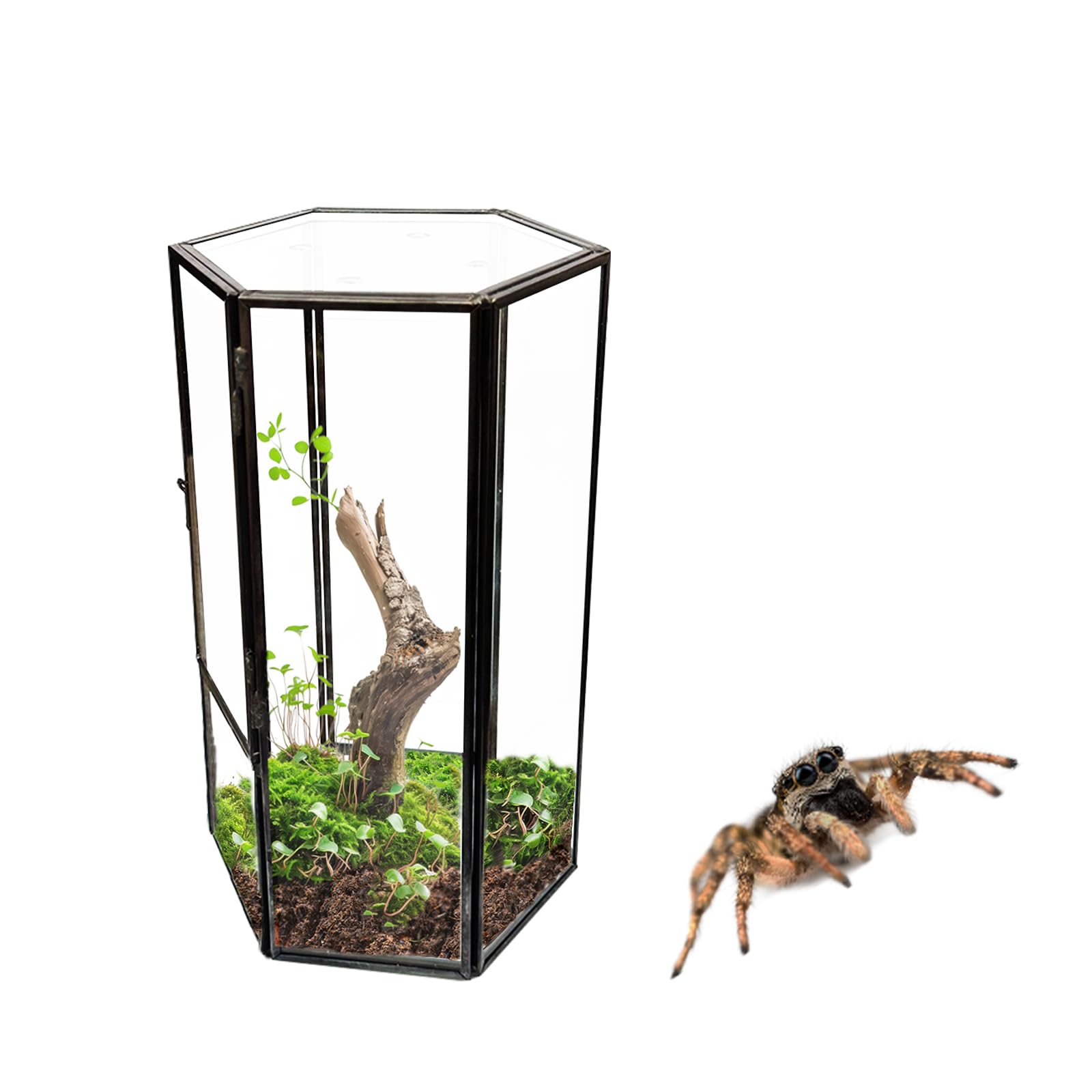 Photo 1 of Jumping Spider Accessories, Glass Front Opening Terrarium with Metal Frame and Vent Holes, Insect Habitat Enclosure for Jumping Spiders, Black Widows, Praying Mantis