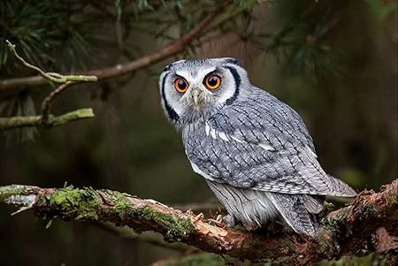 Amazon Co Jp A0 特大 ポスター 白い顔をしたシャベルフクロウ鳥の目捕食者 キャンバスフォトアートプリントポスター 写真の壁の装飾 A0 11x841mm Generic