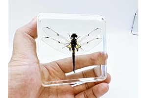 BETENSH Resin Insects, Insect Specimens(butterfly, Dragonfly,Cricket, Chrysanthemum, Spider) Resin Preservation, Resin Amber for Children's Science Education, Collection (Dragonfly)