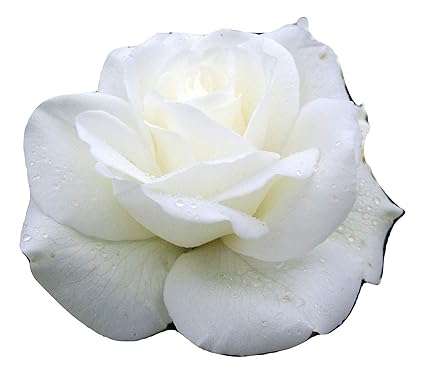 Sanhoc Graines Paquet Rose Ourie Superbe Lig Personnalisé