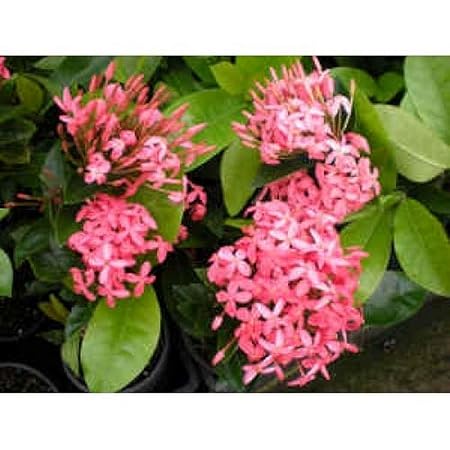 Creative Farmer Live Plant Flower Pink Ixora Ixora, Nora Grant Semi-Tropical Evergreen Shrub For Balcony Garden Plant(1 Healthy Live Plant)