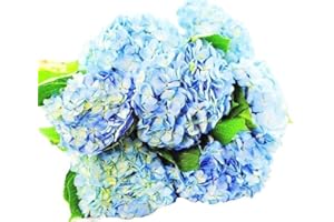 KaBloom Flowers -Valentine's Day Collection - Beauty 6 Blue Hydrangeas without vase, Gift for Birthday, Sympathy, Anniversary, Get Well, Thank You, Valentine, Mother’s Day Fresh Flowers
