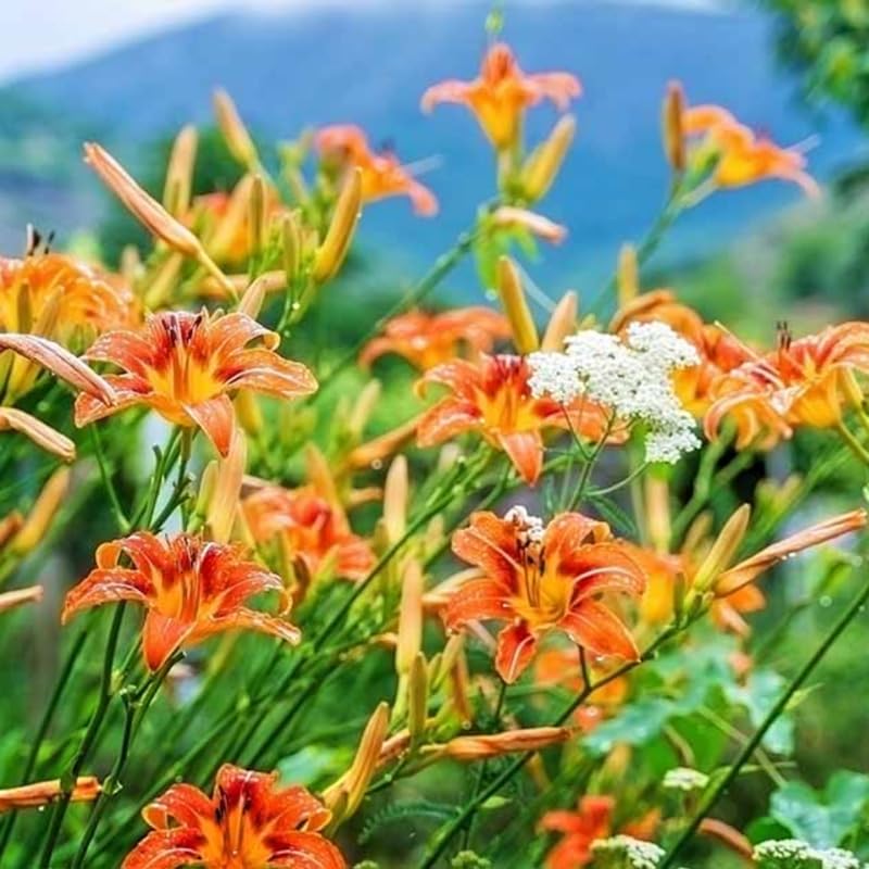 GardenNurserySince1996 Set of 10 Wild Orange Daylily Bulbs for Planting - Hardy Perennial Lily Roots for Vibrant Summer Blooms in Full Sun to Partial Shade