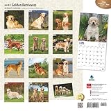 Image de Golden Retrievers 2016 Square 12x12 (Multilingual Edition)