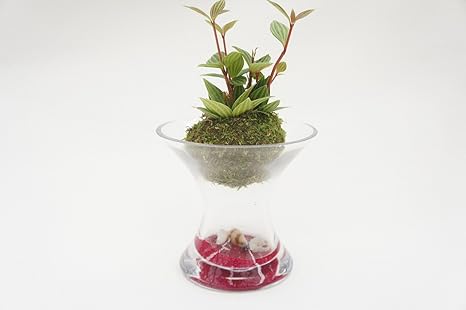 Amazon Co Jp 貝殻が可愛いアクセント 土を使っていないから衛生的でお部屋のインテリアにぴったり お世話は基本水やりだけ ハイドロカルチャー 観葉植物 スパイラスガラス 苔玉 ゼオライト赤 貝殻入り ホーム キッチン