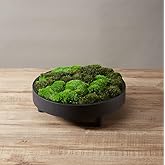 prefleur 2 Color Mix Pack Preserved Pole Moss Pillow Bun Cushion Natural Decorative Green DIY Kit Art Wall Decor Florist Deco