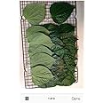 legendary-yes 30 Edible Fresh Betel Leaves - Medium To Large Size