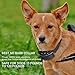 Petacc Anti Barking Collar Electric Stop Barking Dog Devices No Harm E-Collar Training 7 Levels Warning Beep and Shock, Perfect for 15-120 lb Dogs