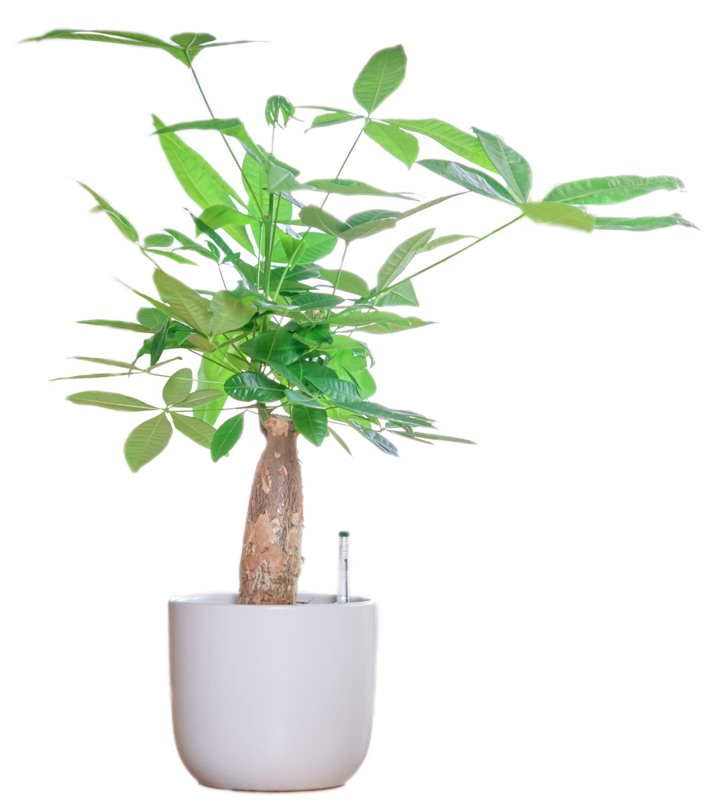 東京寿園 パキラ 大型 観葉植物 本物 土を使わない観葉植物 ハイドロカルチャー おしゃれ ホワイト商品画像