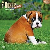 Boxer Puppies - 2016 Calendar 12 x 12in