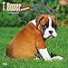 Boxer Puppies 2016 Wall Calendar