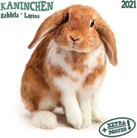 Amazon Co Jp Artwork Studios 壁掛け カレンダー 21年 海外 輸入版 ラビット うさぎ Rabbits おもちゃ