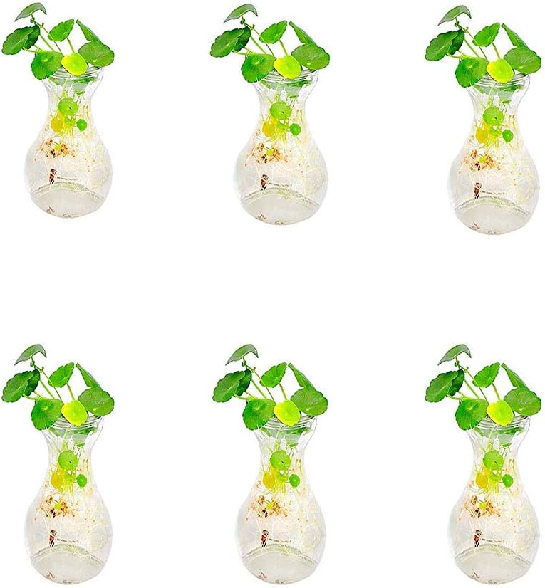 JUNGEN Transparent Glass Vase Decorative Hydroponic Bottle Hyacinth Vase Flower Pots for Office Living Room Home Decoration (Transparent, 6)