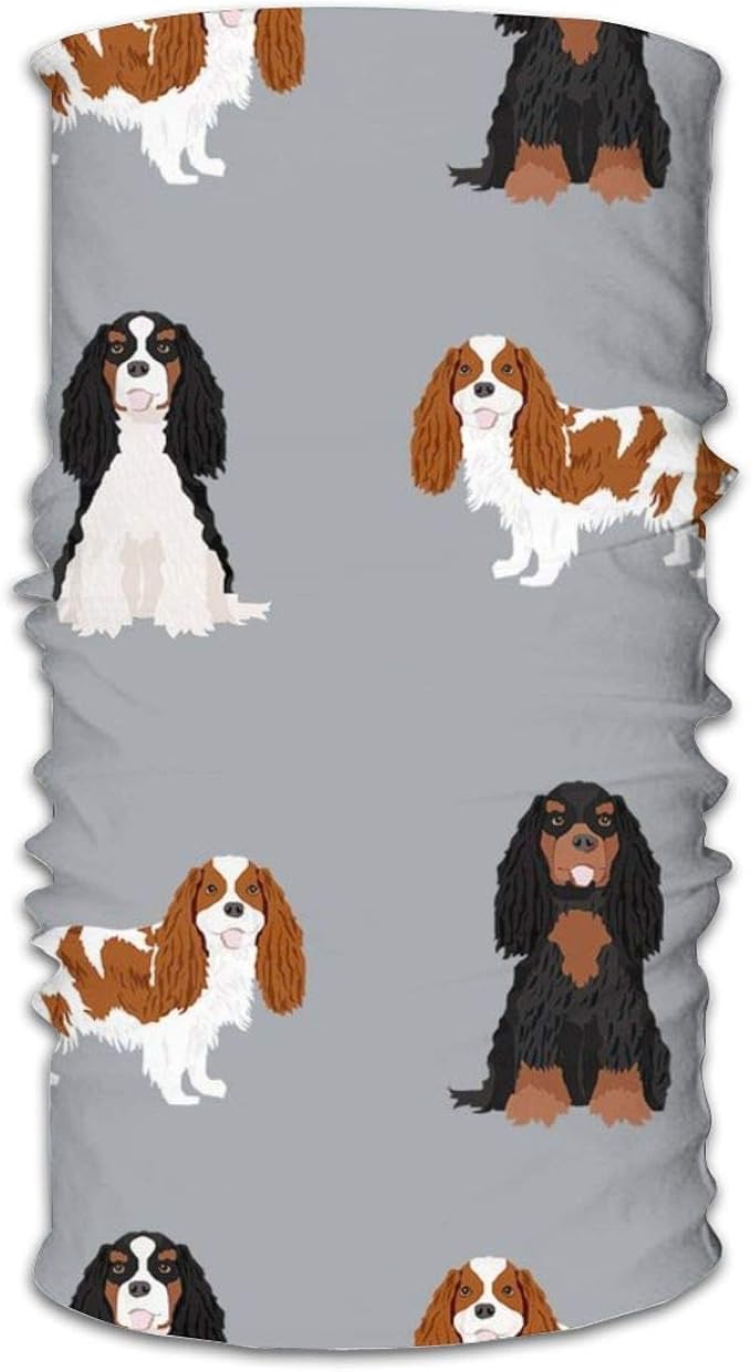 cavalier king charles coat