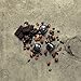 Jones Brothers Coffee - Ristretto Capsules (GIGOLO, Intensity:12) Compatible with Nespresso OriginalLine for Single Cup Coffee Pods (50 Count)