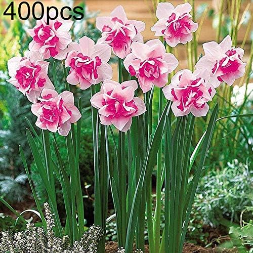 yongqxxkj 400Pcs Pink Daffodil Seeds,Seeds for Gardening Flowers/Vegetable,Natural Ornamental Planting,Easy Grow Tree Flower Planting Seeds Garden Potted Plants Decor