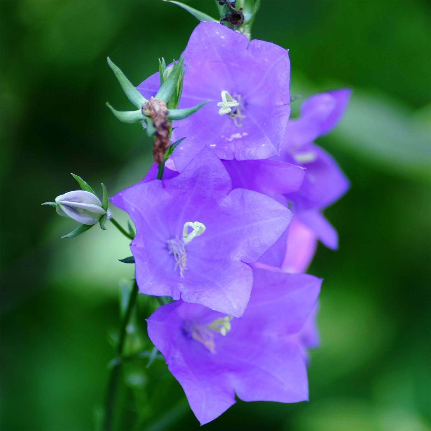 Outsidepride Bellflower Peachleaved Campanula