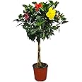 Braided Hibiscus Tree - Mixed (3 to 4 Flower Colors) - Overall Height 36" to 42" - Tropical Plants of Florida