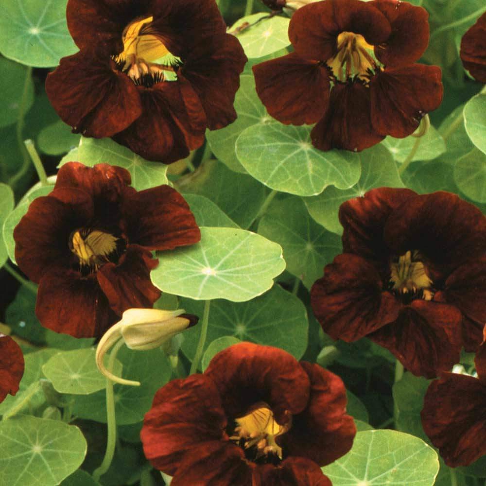 Nasturtium 'Black Velvet' Seeds Half Hardy Annual Flower Garden Plants Easy to Grow Nasturtium 'Black Velvet' 1 Packet of 15 Seeds by Thompson and Morgan