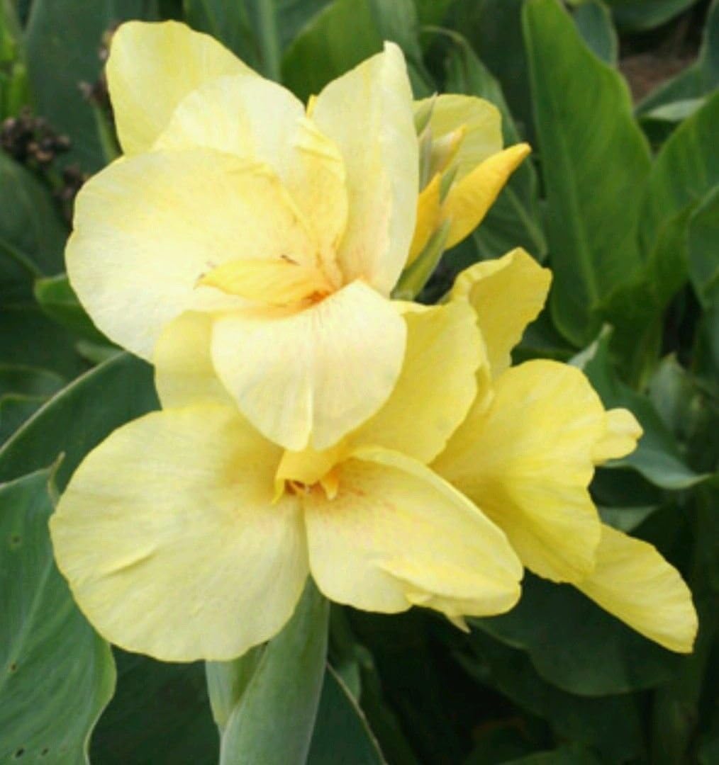 3 Bulbs Canova Pale Lemon Yellow Golden Flower Dwarf Canna Lilly Yellow Rhizomes