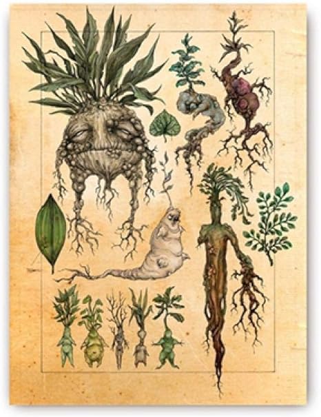 Amazon かわいい 植物 装飾 アートパネル イラスト キャンバス 絵画 インテリア 壁 アートパネル 写真 クラシック 映画 ポスター 子供 部屋 装飾 50x70cmx1 フレームなし ウォールステッカー オンライン通販