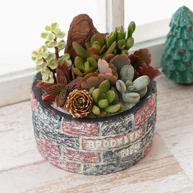 Amazon イイハナ ドットコム 寄せ植え ロックガーデン 紅葉を楽しむ多肉植物 観葉植物 オンライン通販