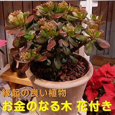 Amazon お金のなる木 成金草 花月 かげつ 花付き 縁起の良い植物 和を代表する花 アンティーク風テラコッタ仕上げ室外 明るい室内の窓辺向け プレゼントや景品にも ミニ観葉植物サイズ 多肉植物 サボテン 鉢植え 観葉植物 オンライン通販